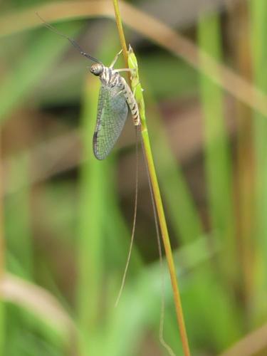 Réf. 273 275 : Ecdyonurus insignis